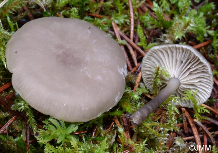 Clitocybe Decembris